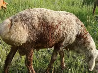 كبش, الأغنام — الصورة 1