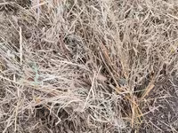 Yemlik quru ot Təcili satılır pul ehtiyac di qiymətə razılaşma var - — Foto 2