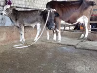 Ko, Simmental cattle — foto 2