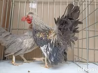 Chickens — รูปภาพ 4
