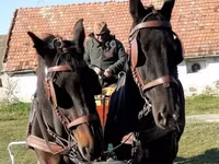 Klisna, Koně — foto 2