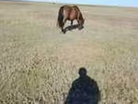 Faras, Horse breed — sawirka 2