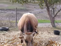 گاو نر, Simmental cattle — عکس 4