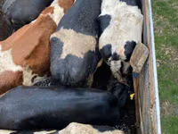 Krava, Russian Black pied cattle — foto 1