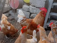 Chickens — الصورة 7