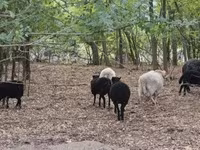 میش, Ouessant sheep — عکس 2