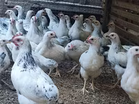 Adler Silver — Foto 5