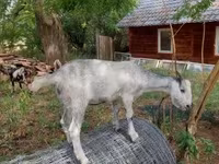 Buk, Nubian Goat — foto 8
