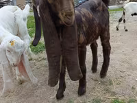 بز ماده, Nubian Goat — عکس 2