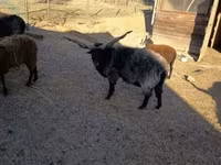 قوچ, Racka sheep — عکس 3