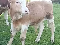 گاو و گوساله (گروه، جنسیت مشخص نشده), Simmental cattle — عکس 3