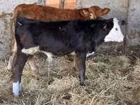 Tyre, Simmental cattle — foto 2