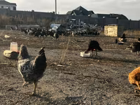 Chickens — φωτογραφία 4
