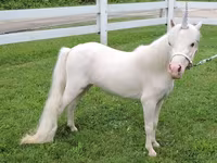 Stute, Miniature horse — Foto 2