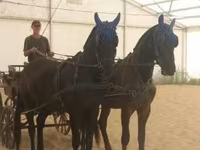 Бие, Hungarian horse breed — 1-сурет