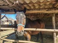 Hengst, Paarden — foto 6