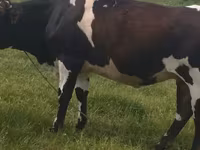Бух, Russian Black pied cattle — 1 зураг