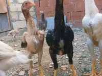 Chickens — عکس 5
