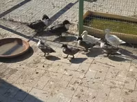 Ducks — ፎቶ 2