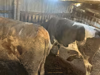 گاو نر, Simmental cattle — عکس 2