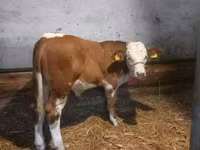 Stier, Simmental cattle — foto 1