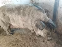 Scrofa, Мангалица — foto 5