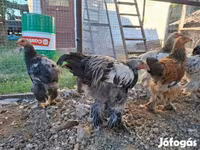 Brahma — foto 1