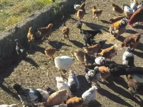 Chickens — Armenia