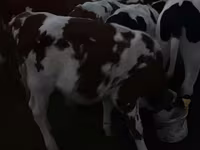 วัวตัวผู้, Swiss cattle — รูปภาพ 3