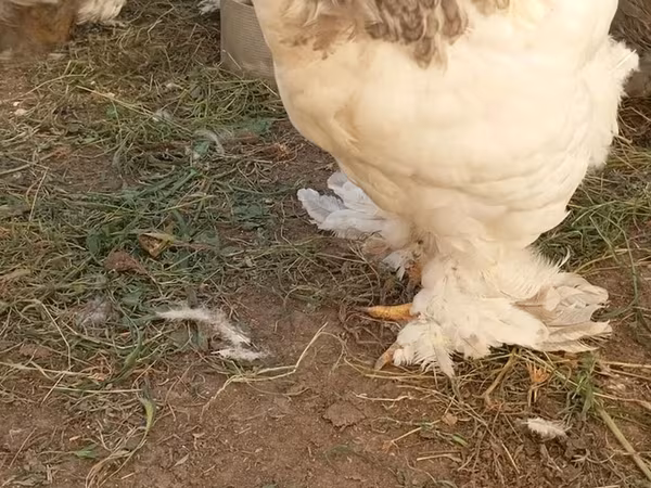 Brahma — Kyrgyzstan