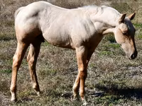 Адуу, Quarter Horse — 5 зураг