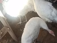 Turkeys — عکس 2