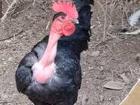 Chickens — foto 2