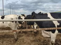 ძროხა, Russian Black pied cattle — ფოტო 2