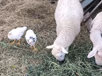 Kambing jantan, Romanov sheep — foto 3