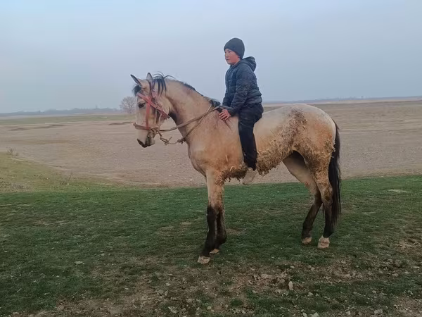 Mare, Horses — Kyrgyzstan
