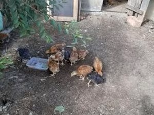 Chickens