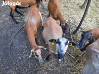 Baran, Cameroon sheep — zdjęcie 2