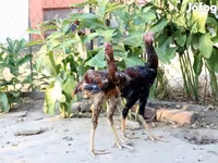 Ducks — Foto 2