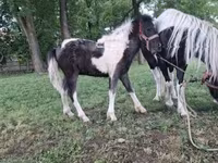 ፈረሶች (ቡድን፣ ጾታ አልተጠቀሰም), Horses — ፎቶ 5