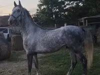 Hingst, Lipizzaner — foto 5