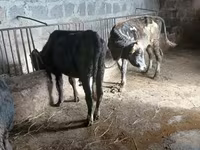 Bou, Bovine — foto 4