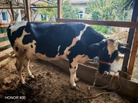 گاو ماده, Russian Black pied cattle — عکس 3