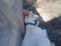 بز نر, Saanen goat — عکس 1