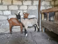 Kozel, Nubian Goat — foto 5