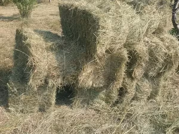 Խոտի տուկ Աշտարակ քաղաքում