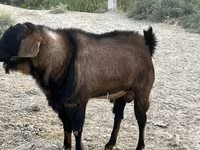 Caprone, Nubian Goat — foto 5