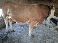 گاو نر, Simmental cattle — عکس 2