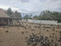 Guinea fowl — 照片 6