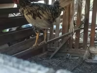 Chickens — foto 8
